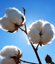 蓝天背景下的棉花特写5117#横屏 