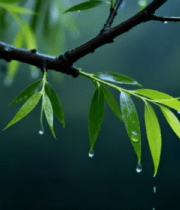 雨中带水珠的柳树枝特写5018#横屏 