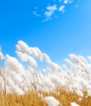 蓝天白云下的芦苇素材8688#横屏 