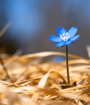 蓝色小花特写12611#横屏 