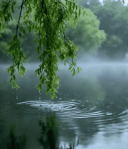 雨中垂柳湖面自然景观7000#横屏 