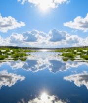 蓝天白云下的荷塘风景8112#横屏 