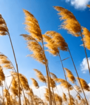 蓝天白云下摇曳的芦苇9875#横屏 