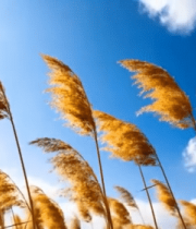 蓝天白云下摇曳的芦苇9875#横屏 