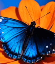 蓝色蝴蝶停留在橙色花朵上6479#横屏 