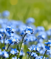 蓝色花朵近景画面12369#横屏 