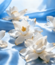 蓝色绸缎上的白色花朵素材336#横屏 