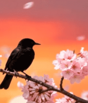 樱花枝上栖息的黑鸟13976#横屏 
