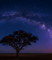 旷野星空下的孤树夜景6834#横屏 