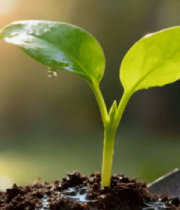 幼苗破土生长特写素材6865#横屏 