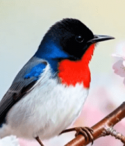 樱花枝上的彩色小鸟12606#横屏 