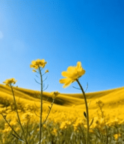 油菜花田自然风光14570#横屏 