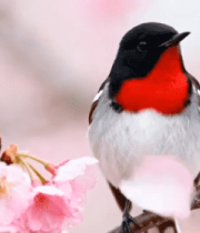 樱花枝上的小鸟特写(2)11683#横屏 