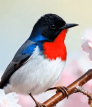 樱花枝上的彩色小鸟12606#横屏 