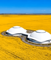 油菜花田中的白色建筑全景5921#横屏 