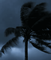 狂风中的棕榈树与乌云天空4345#横屏 