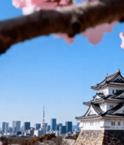 樱花与古建筑城市风光素材14088#横屏 