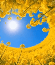 油菜花田仰视阳光风景7813#横屏 