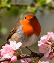 樱花枝上栖息的小鸟4412#横屏 