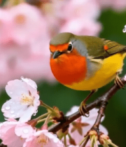 樱花枝上小鸟特写1883#横屏 
