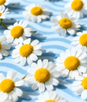 蓝底布面小雏菊特写3760#横屏 