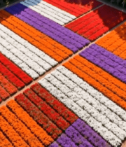 空中俯瞰多彩花卉种植园8328#横屏 