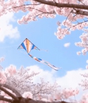 樱花树下彩色风筝空中飞舞5153#横屏 