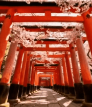 樱花下的红色鸟居通道9006#横屏 