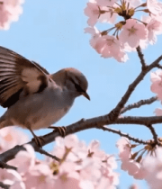 樱花树枝头的小鸟3397#横屏 