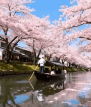 樱花河道船夫撑船场景6371#横屏 