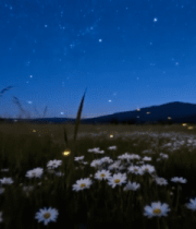 夜晚花田星空萤火虫景象3164#横屏 