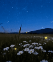 夜晚花田星空萤火虫景象3164#横屏 