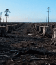 砍伐后的森林树桩景象10884#横屏 