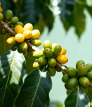 咖啡树上的咖啡豆特写13432#横屏 
