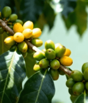 	 咖啡树上的咖啡豆特写13432#横屏 