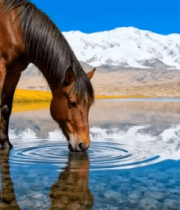 骏马在雪山湖边饮水场景7691#横屏 