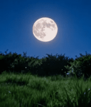 夜晚草地月亮与萤火虫景象7950#横屏 