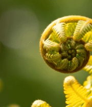 蕨类植物微距特写素材6651#横屏 