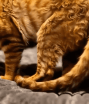 卷毛猫趴卧在垫子上14280#横屏 