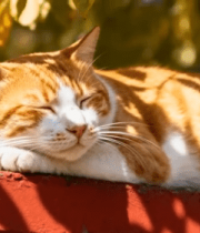 橘白猫咪户外小憩1494#横屏 