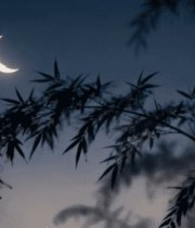 夜空下的竹子与月牙 ()5046#横屏 
