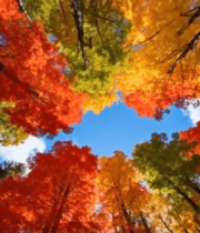 仰视秋季森林五彩树叶景观1770#横屏 