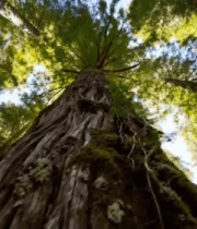 仰视森林高大树木阳光素材7357#横屏 