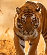 野外行走的老虎5326#横屏 