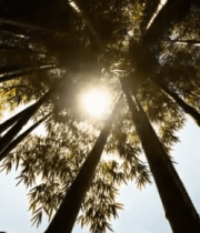 仰视阳光照耀下的竹林10716#横屏 