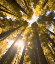 仰视森林阳光透过树木景象2852#横屏 