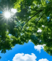 仰视阳光透过树叶的树林景象11196#横屏 