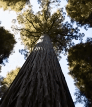 仰视森林高大树木素材5049#横屏 