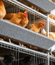 养鸡场鸡笼中的鸡9504#横屏 