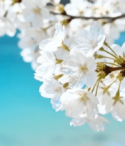 近景特写绽放的白色樱花6655#横屏 